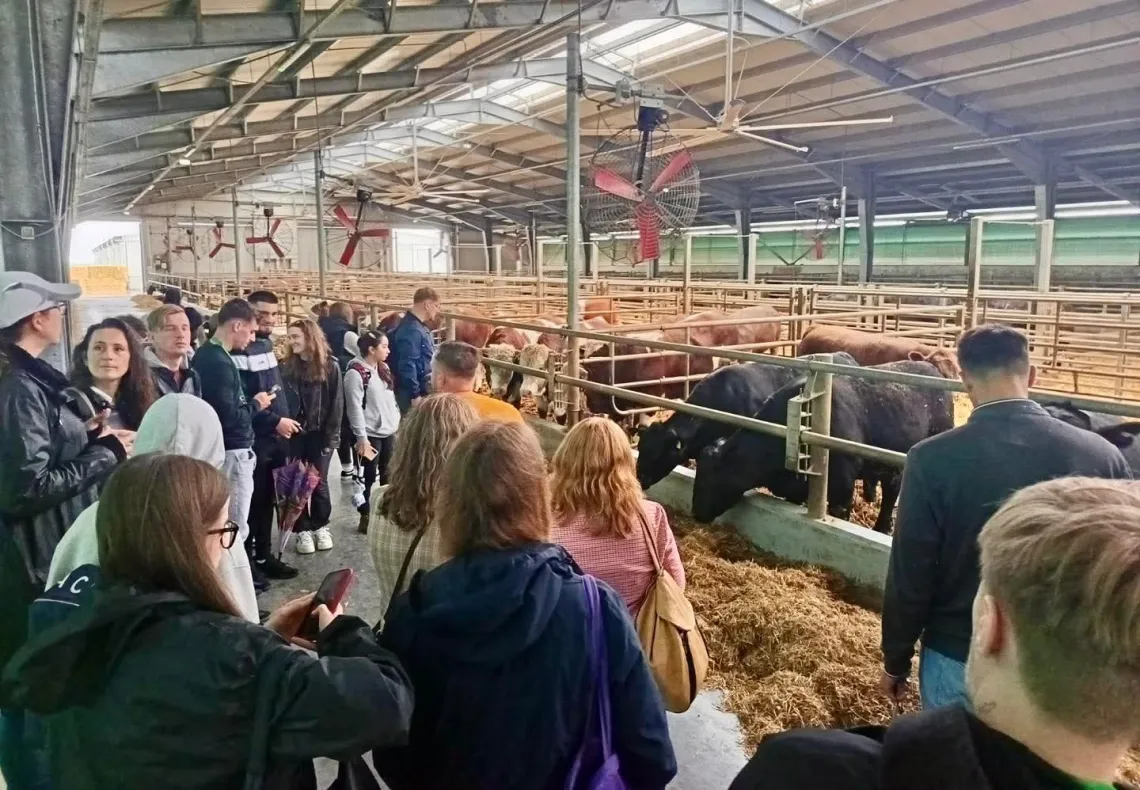 Liczna grupa osób zwiedza farmę krów