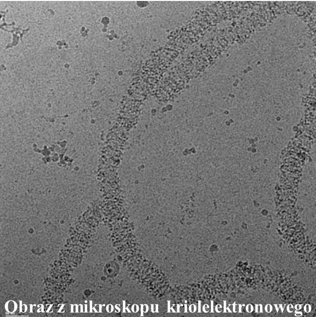 Obraz z mikroskopu krioelektronowego